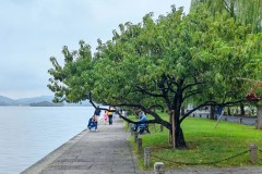 上海申花特谢拉踩踏邓涵文引争议：红牌判罚是否合理？